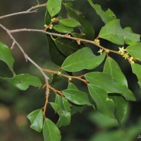 Cleistanthus pallidus (Thwaites) Müll.Arg.